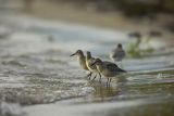 Biegus rdzawy, Calidris canutus
