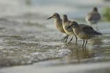 Biegus rdzawy, Calidris canutus