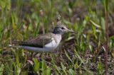 kuliczek piskliwy, brodziec piskliwy, Brodziec piskliwy, brodziec krzykliwy, kuliczek piskliwy, piskliwiec, Actitis hypoleucos, dawniej również Tringa hypoleucos The Common Sandpiper, Actitis hypoleucos