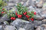 Borówka brusznica, Vaccinium vitis-idaea, wyspa Enskar, Szwecja, Zatoka Botnicka