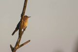 Brzęczka, Locustella luscinioides