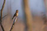 Brzęczka, Locustella luscinioides