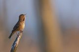 Brzęczka, Locustella luscinioides