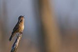 Brzęczka, Locustella luscinioides