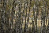 Brzezina, Bieszczady