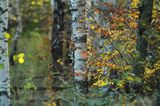 Brzezina, Bieszczady, Rosochate