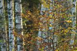 Brzezina, Bieszczady, Rosochate