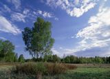 Brzoza brodawkowata, brzoza zwisła, Betula pendula, na Bagnach Biebrzańskich