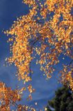 Brzoza brodawkowata, brzoza zwisła, Betula pendula