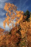 Brzoza brodawkowata, brzoza zwisła, Betula pendula