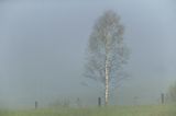 Brzoza, Bieszczady