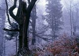 Buczyna, Beskid Niski