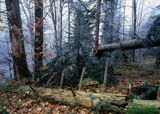 Buczyna, Beskid Niski