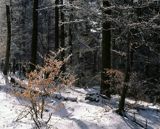 buczyna karpacka, Bieszczady