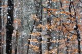 las, buczyna, padający śnieg