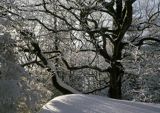 Buczyna, Beskid Niski