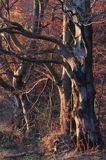 Buk zwyczajny, Fagus sylvatica