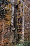 buczyna karpacka, Bieszczady