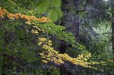 Bieszczadzkie lasy, buczyna jesienią, bukowe liście