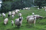 wypas owiec, Bukowina, Rumunia