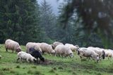 wypas owiec, Bukowina, Rumunia