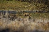  jeleń szlachetny, europejski, Cervus elaphus elaphus
jeleń karpacki, samiec, byk