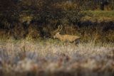  jeleń szlachetny, europejski, Cervus elaphus elaphus
jeleń karpacki, samiec, byk