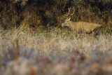  jeleń szlachetny, europejski, Cervus elaphus elaphus
jeleń karpacki, samiec, byk