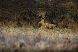  jeleń szlachetny, europejski, Cervus elaphus elaphus
jeleń karpacki, samiec, byk