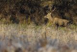  jeleń szlachetny, europejski, Cervus elaphus elaphus
jeleń karpacki, samiec, byk