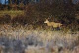  jeleń szlachetny, europejski, Cervus elaphus elaphus
jeleń karpacki, samiec, byk