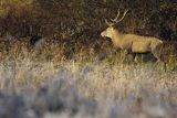  jeleń szlachetny, europejski, Cervus elaphus elaphus
jeleń karpacki, samiec, byk