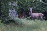 jeleń szlachetny, europejski, Cervus elaphus elaphus jeleń karpacki, byk, rykowisko, projektowany Turnicki Park Narodowy