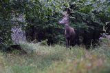 jeleń szlachetny, europejski, Cervus elaphus elaphus jeleń karpacki, byk, rykowisko, projektowany Turnicki Park Narodowy