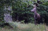 jeleń szlachetny, europejski, Cervus elaphus elaphus jeleń karpacki, byk, rykowisko, projektowany Turnicki Park Narodowy