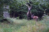 jeleń szlachetny, europejski, Cervus elaphus elaphus jeleń karpacki, byk, rykowisko, projektowany Turnicki Park Narodowy