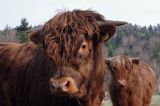Bydło rasy Scottish Highland szkockie bydło górskie) , byk
