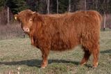 Bydło rasy Scottish Highland szkockie bydło górskie) , krowa