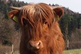 Bydło rasy Scottish Highland szkockie bydło górskie) , krowa