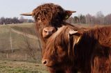 Bydło rasy Scottish Highland szkockie bydło górskie)