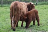 Bydło rasy Scottish Highland szkockie bydło górskie) , krowa z cielakiem