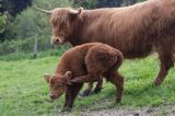 Bydło rasy Scottish Highland szkockie bydło górskie) , krowa z cielakiem