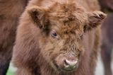 Bydło rasy Scottish Highland szkockie bydło górskie) , cielak