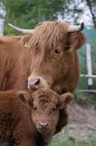 Bydło rasy Scottish Highland szkockie bydło górskie) , krowa z cielakiem