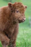 Bydło rasy Scottish Highland szkockie bydło górskie) , cielak