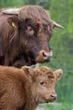 Bydło rasy Scottish Highland szkockie bydło górskie) , byk ojciec z cielakiem