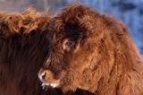 Bydło rasy Scottish Highland szkockie bydło górskie) , młoda cieliczka