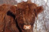 Bydło rasy Scottish Highland szkockie bydło górskie) , młody byczek