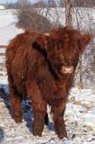 Bydło rasy Scottish Highland szkockie bydło górskie) , młody byczek