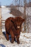 Bydło rasy Scottish Highland szkockie bydło górskie) , młody byczek